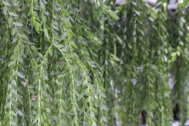 Açık hava bitki pazarı, stok fotoğrafı.