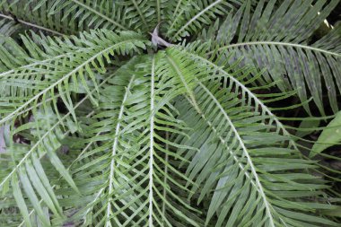 Yeşil bahçe bitkileri tatil köyünde, stok fotoğrafı.
