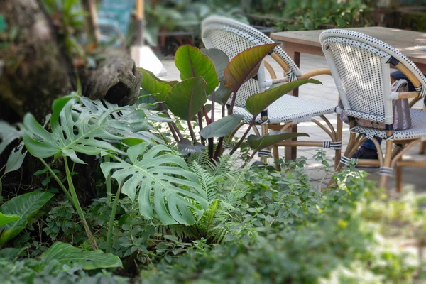 リゾートの緑の屋外庭園植物 ストックフォト — ストック写真