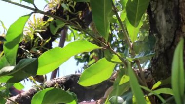 Ev bahçesinde su buharı, stok görüntüleri.