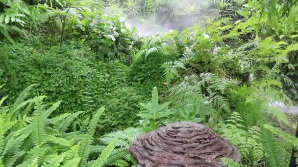 Vapor Água Jardim Tropical Livre Imagens Estoque — Vídeo de Stock