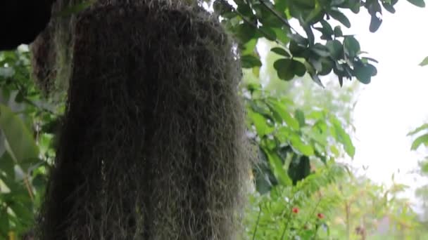 Plantas Variedade Tropical Livre Jardim Imagens Estoque — Vídeo de Stock