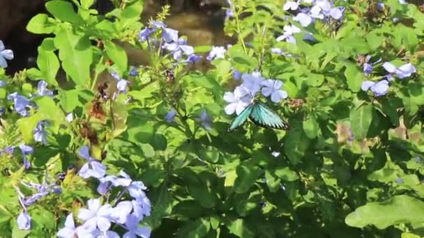 Relaxamento Jardim Verde Verão Imagens Estoque — Vídeo de Stock