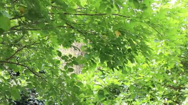 Ontspanning Groene Tuin Zomer Stock Footage — Stockvideo