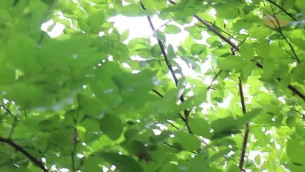 Ontspanning Groene Tuin Zomer Stock Footage — Stockvideo