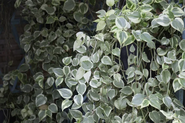 リゾートの緑の屋外庭園植物 ストックフォト — ストック写真