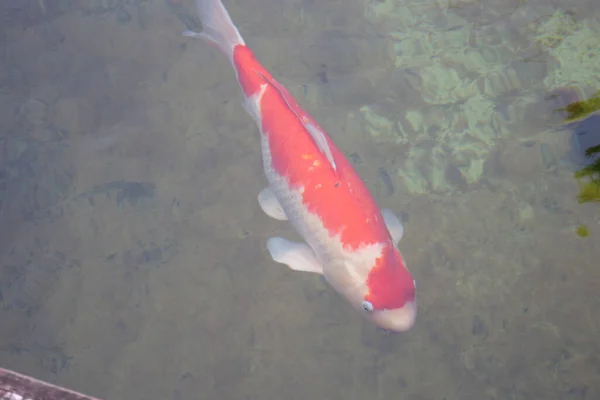 Koi fish swimming in pond garden, stock photo