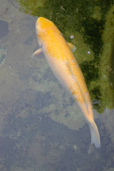 Koi Pesci Che Nuotano Nel Giardino Stagno Fotografia Scorta — Foto Stock