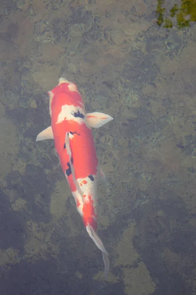 Koi Fish Swimming Pond Garden Stock Fotografie — Stock fotografie