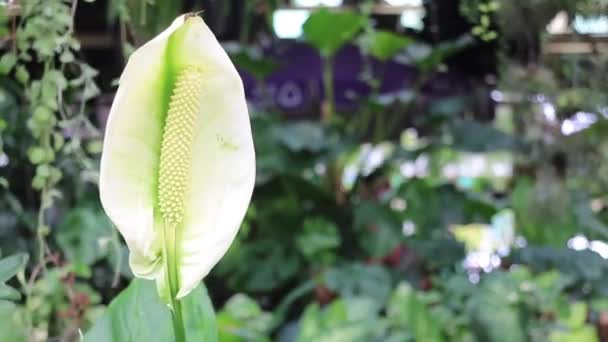 Bela Flor Primavera Fundo Natural Imagens Estoque — Vídeo de Stock