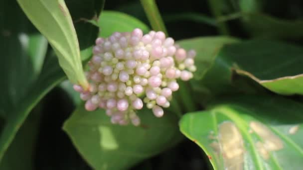 Vackra Våren Blomma Naturlig Bakgrund Lager Bilder — Stockvideo