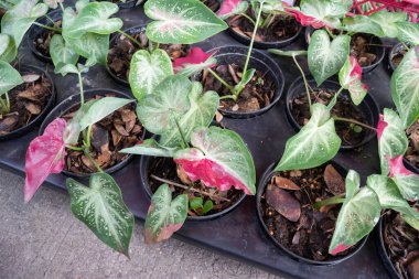 Ağaçtaki parlak bahar yaprakları, stok fotoğrafı.