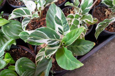 Ağaçtaki parlak bahar yaprakları, stok fotoğrafı.