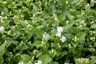 Ağaçtaki parlak bahar yaprakları, stok fotoğrafı.