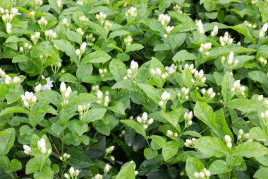 Ağaçtaki parlak bahar yaprakları, stok fotoğrafı.