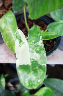 Ağaçtaki parlak bahar yaprakları, stok fotoğrafı.