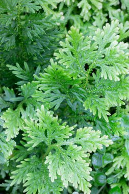 Ağaçtaki parlak bahar yaprakları, stok fotoğrafı.