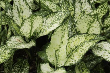 Ağaçtaki parlak bahar yaprakları, stok fotoğrafı.