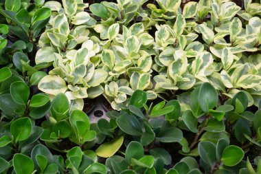 Ağaçtaki parlak bahar yaprakları, stok fotoğrafı.