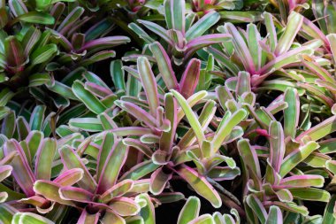 Ağaçtaki parlak bahar yaprakları, stok fotoğrafı.