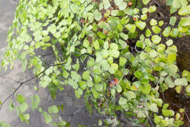 Ağaçtaki parlak bahar yaprakları, stok fotoğrafı.