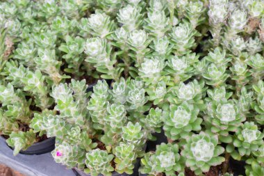 Ağaçtaki parlak bahar yaprakları, stok fotoğrafı.