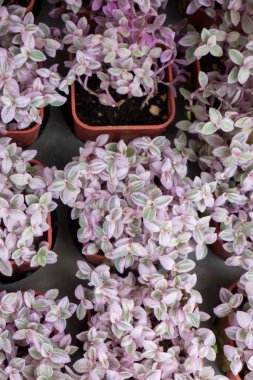 Ağaçtaki parlak bahar yaprakları, stok fotoğrafı.