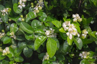 Ağaçtaki parlak bahar yaprakları, stok fotoğrafı.