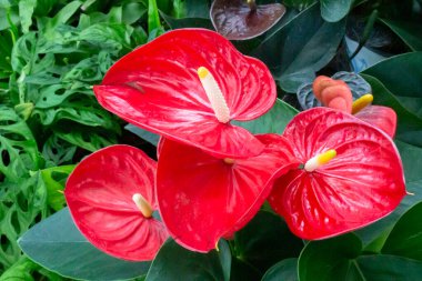 Ağaçtaki parlak bahar yaprakları, stok fotoğrafı.