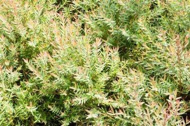 Ağaçtaki parlak bahar yaprakları, stok fotoğrafı.