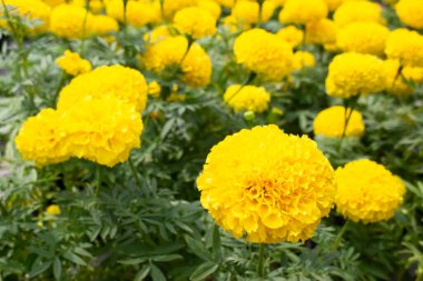 Ağaçtaki parlak bahar yaprakları, stok fotoğrafı.