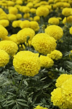 Ağaçtaki parlak bahar yaprakları, stok fotoğrafı.