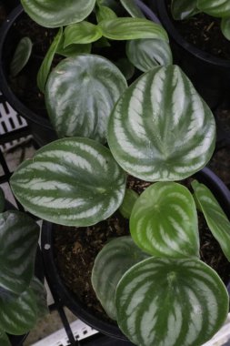 Ağaçtaki parlak bahar yaprakları, stok fotoğrafı.