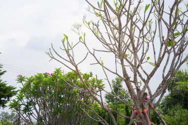 Ağaçtaki parlak bahar yaprakları, stok fotoğrafı.