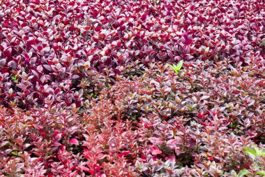 Ağaçtaki parlak bahar yaprakları, stok fotoğrafı.