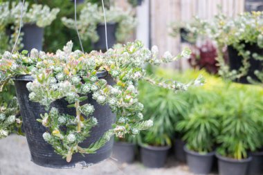 Ağaçtaki parlak bahar yaprakları, stok fotoğrafı.