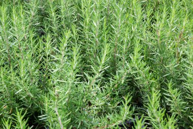 Ağaçtaki parlak bahar yaprakları, stok fotoğrafı.