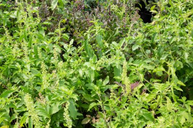 Ağaçtaki parlak bahar yaprakları, stok fotoğrafı.