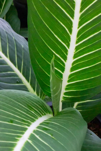 Musim Semi Cerah Daun Pohon Foto Saham — Stok Foto