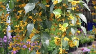 Yeşil bahçede dekore edilmiş en küçük eşyalar, stok görüntüler