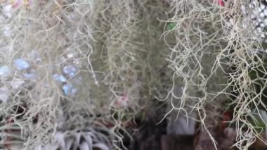 Yeşil bahçede dekore edilmiş en küçük eşyalar, stok görüntüler