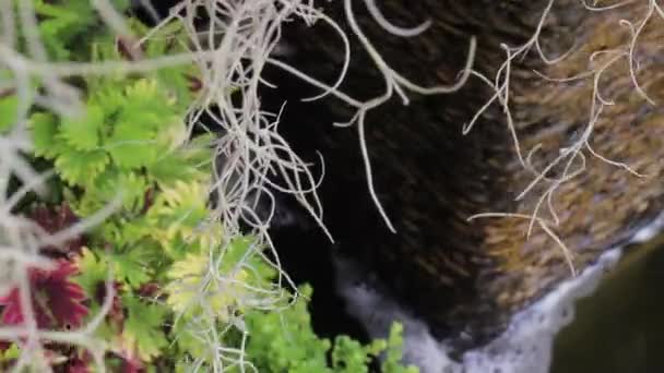 Artículos Mínimos Decorados Jardín Verde Material Archivo — Vídeo de stock