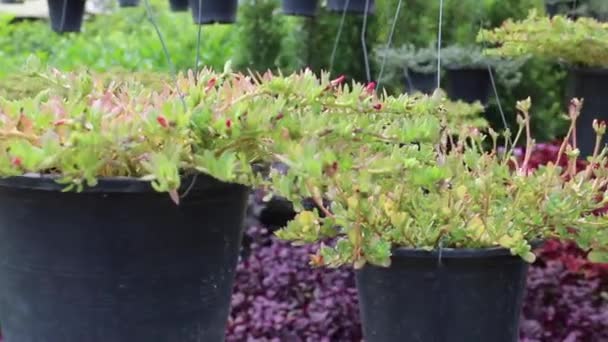 绿色花园装饰的最小物品 库存镜头 — 图库视频影像