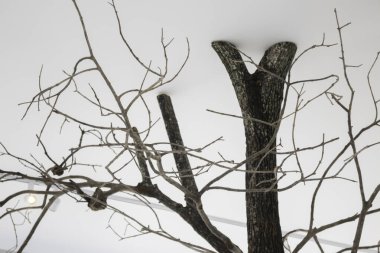 Kafede süslenmiş ağaç dalları, stok fotoğrafı.