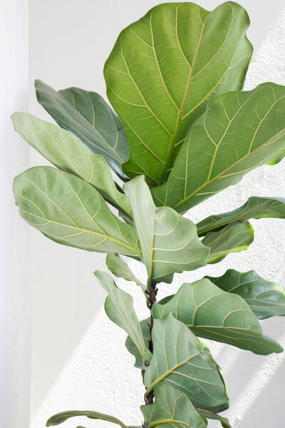 Loft green restaurant minimal style stock photo