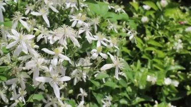 Yeşil bahçede yaz çiçeği bitkisi, stok görüntüleri.