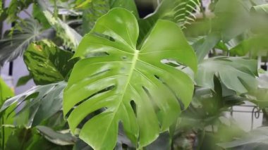 Yeşil bahçede yaz yaprakları, stok görüntüler.