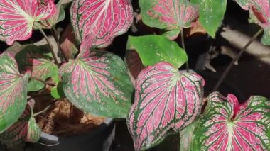 Yeşil bahçede yaz yaprakları, stok görüntüler.