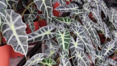 Yeşil bahçede yaz yaprakları, stok görüntüler.