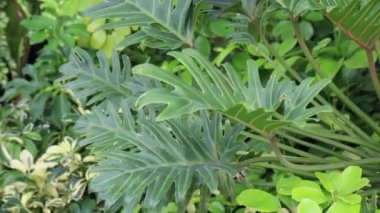 Yeşil bahçede yaz yaprakları, stok görüntüler.